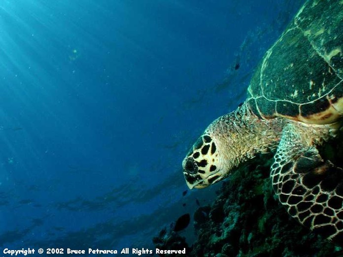 Swimming with a turtle in Palau